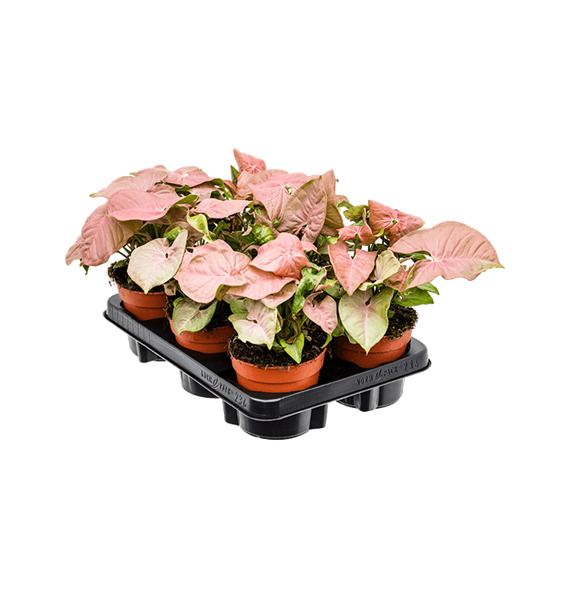 Syngonium 'Neon' 6/tray 4SYNEBP01