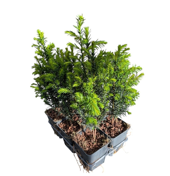 Taxus baccata F00009100