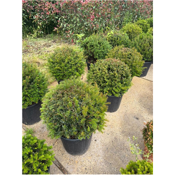 Taxus baccata F00009349