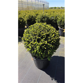 Taxus baccata F00009134