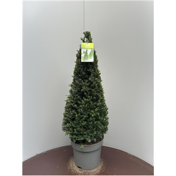 Taxus baccata F00009305
