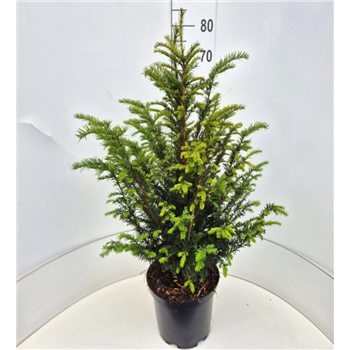 Taxus baccata F00009491
