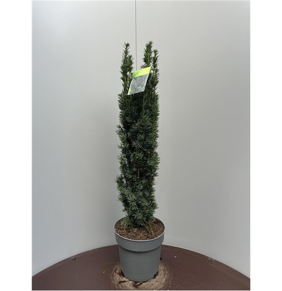 Taxus baccata 'Fastigiata Robusta' F00009292