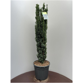 Taxus baccata 'Fastigiata Robusta' F00009334