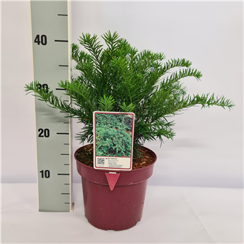 Taxus baccata 'Repandens' F00009606