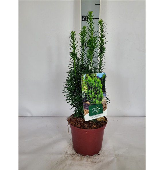 Taxus baccata 'Robin Hood' F00009557