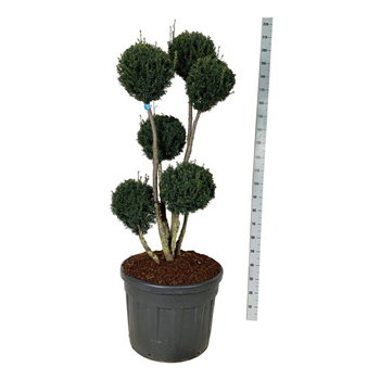 Taxus media 'Brownii' F00009449