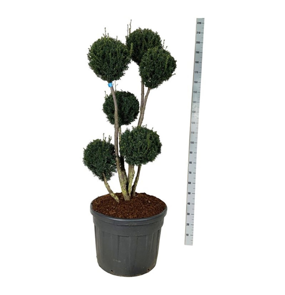 Taxus media 'Brownii' F00009449
