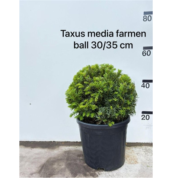 Taxus media 'Groenland' F00008958