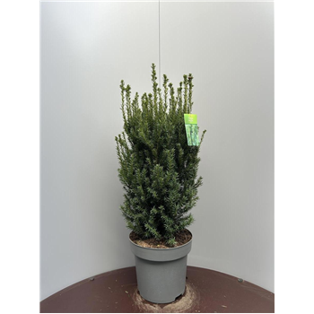 Taxus media 'Hillii' F00009320