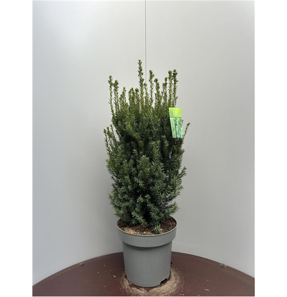 Taxus media 'Hillii' F00009320
