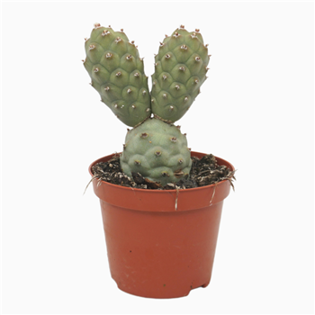 Tephrocactus articulatus F00001578
