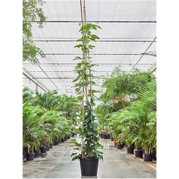 Tetrastigma voinierianum 4TEVOP400