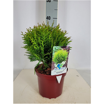 Thuja occidentalis 'Danica' F00009589