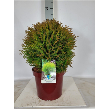 Thuja occidentalis 'Danica' F00009607