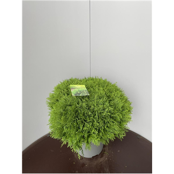Thuja occidentalis 'Danica' F00009306