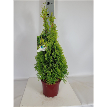 Thuja occidentalis 'Golden Smaragd' F00009602