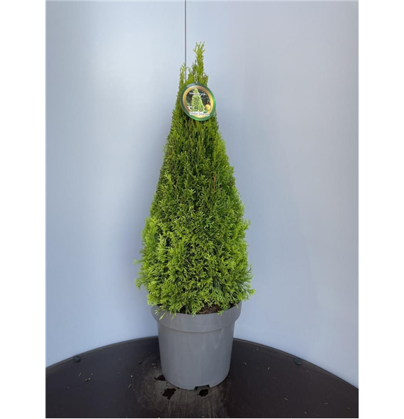 Thuja occidentalis 'Golden Smaragd' F00009284