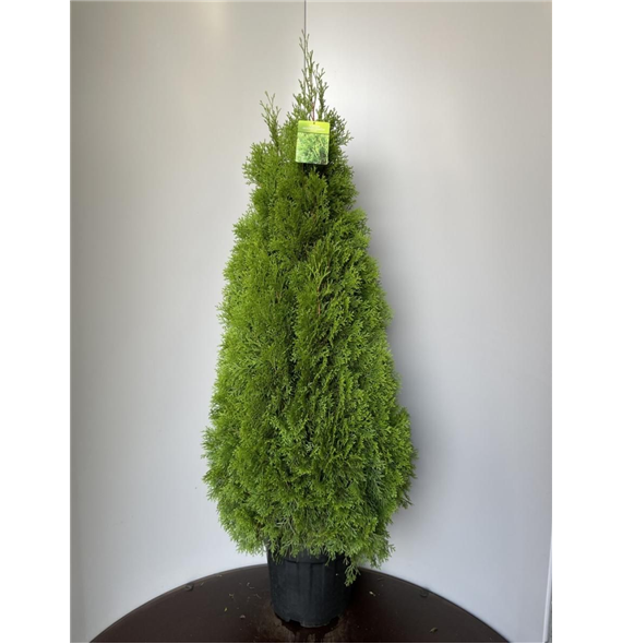 Thuja occidentalis 'Golden Smaragd' F00009294