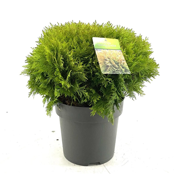 Thuja occidentalis 'Mirjam' F00009328