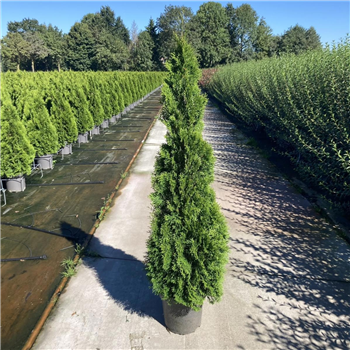 Thuja occidentalis 'Smaragd' F00009147