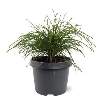 Thuja plicata 'Whipecord' F00009441