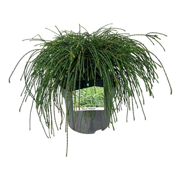 Thuja plicata 'Whipecord' F00009451