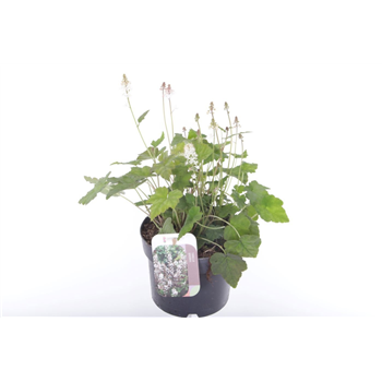 Tiarella wherryi F00005660