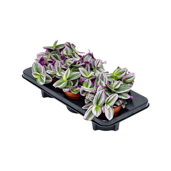 Tradescantia albiflora 'Nanouk' 8/tray 4TRNABP12