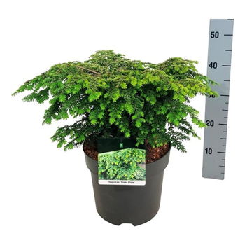 Tsuga canadensis 'Green Globe' F00009472