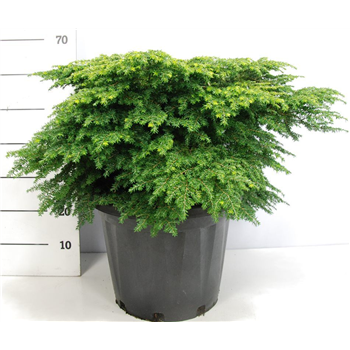 Tsuga canadensis 'Green Globe' F00009054