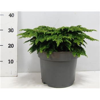 Tsuga canadensis 'Popeleski' F00009025