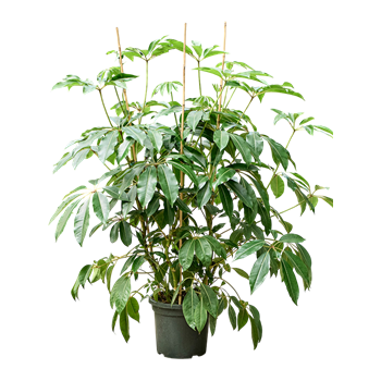 Tupidanthus calyptratus (160-200) 4TUCATU10