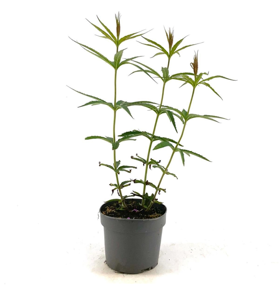 Veronicastrum virginicum 'Lavendelturm' F00009169