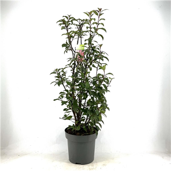 Viburnum bodnantense 'Dawn' F00009331