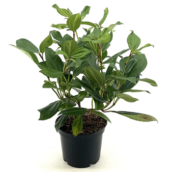 Viburnum davidii F00008981