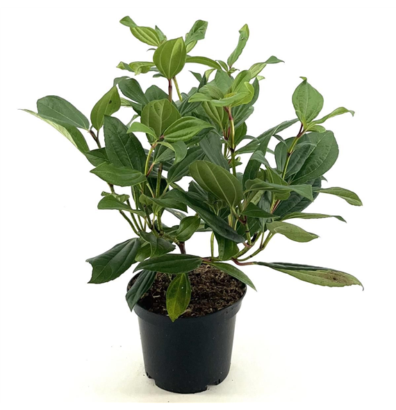 Viburnum davidii F00008981