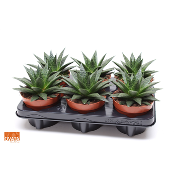 xGasteraloe Noa F00005032