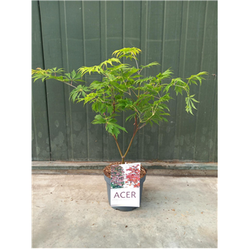 Javor japonicum 'Aconitifolium' F00010611