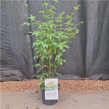 Javor palmatum F00010618
