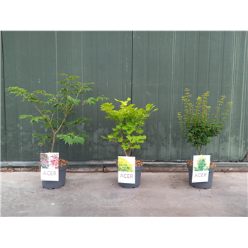 Javor palmatum F00010644