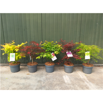 Javor palmatum F00010613