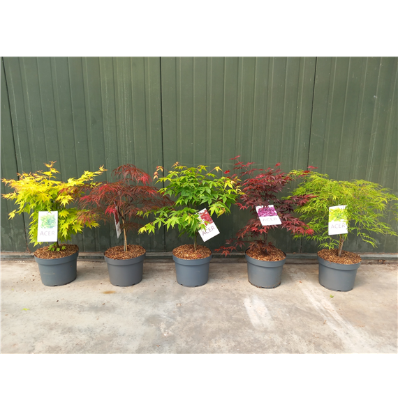 Javor palmatum F00010613