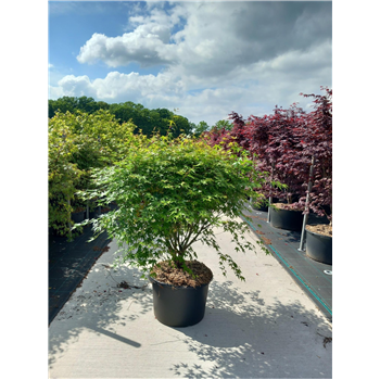 Javor palmatum F00010614