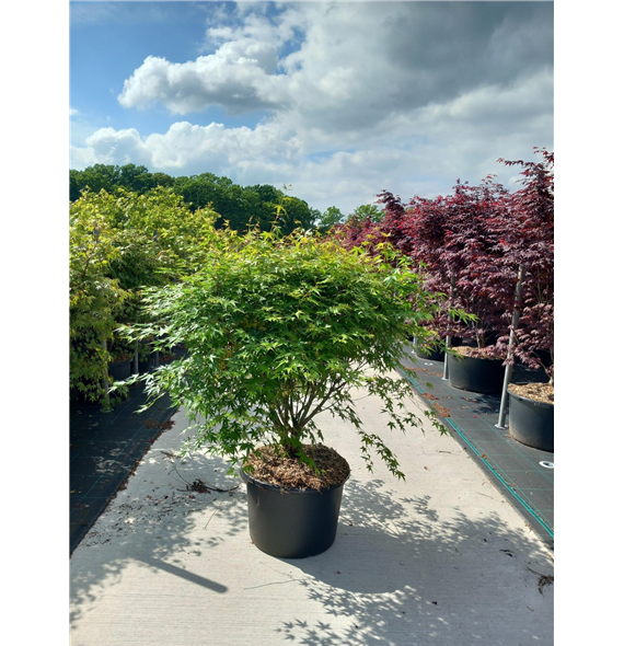 Javor palmatum F00010614