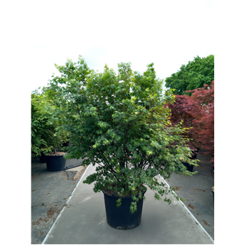 Javor palmatum F00010616