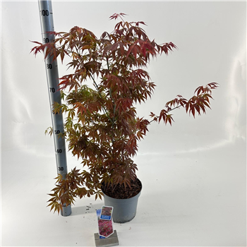 Javor palmatum 'Atropurpureum' F00005703