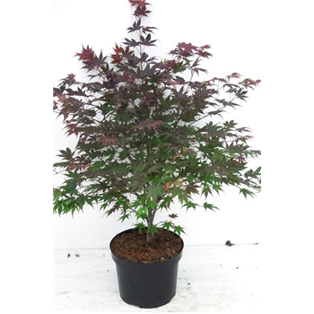 Javor palmatum 'Atropurpureum' F00010617