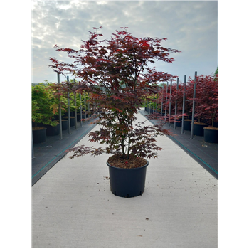 Javor palmatum 'Atropurpureum' F00010620