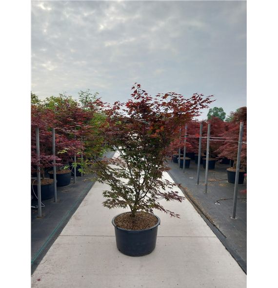 Javor palmatum 'Atropurpureum' F00010622